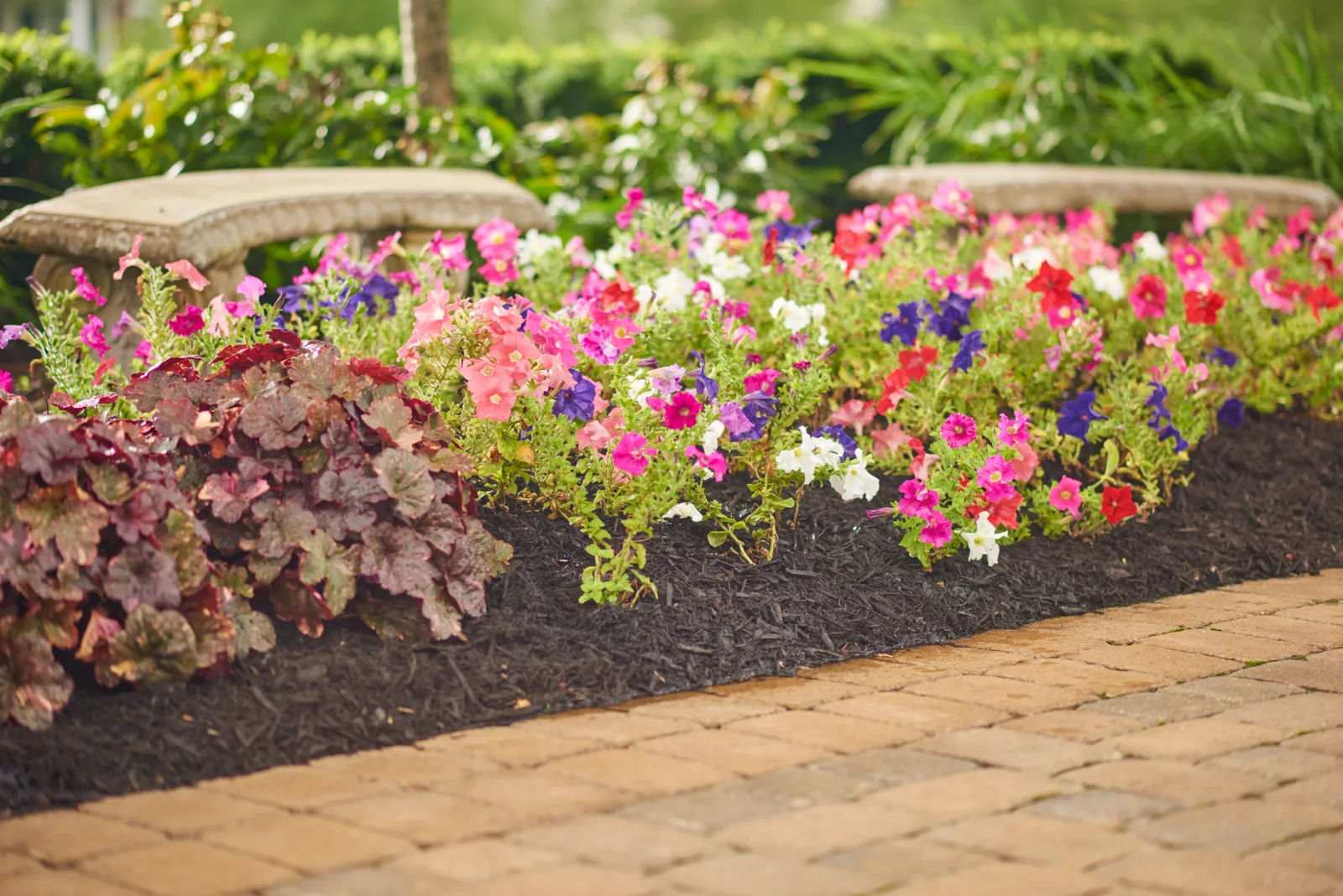 Petunias and coral bells in a dark mulched bed beside a brick path