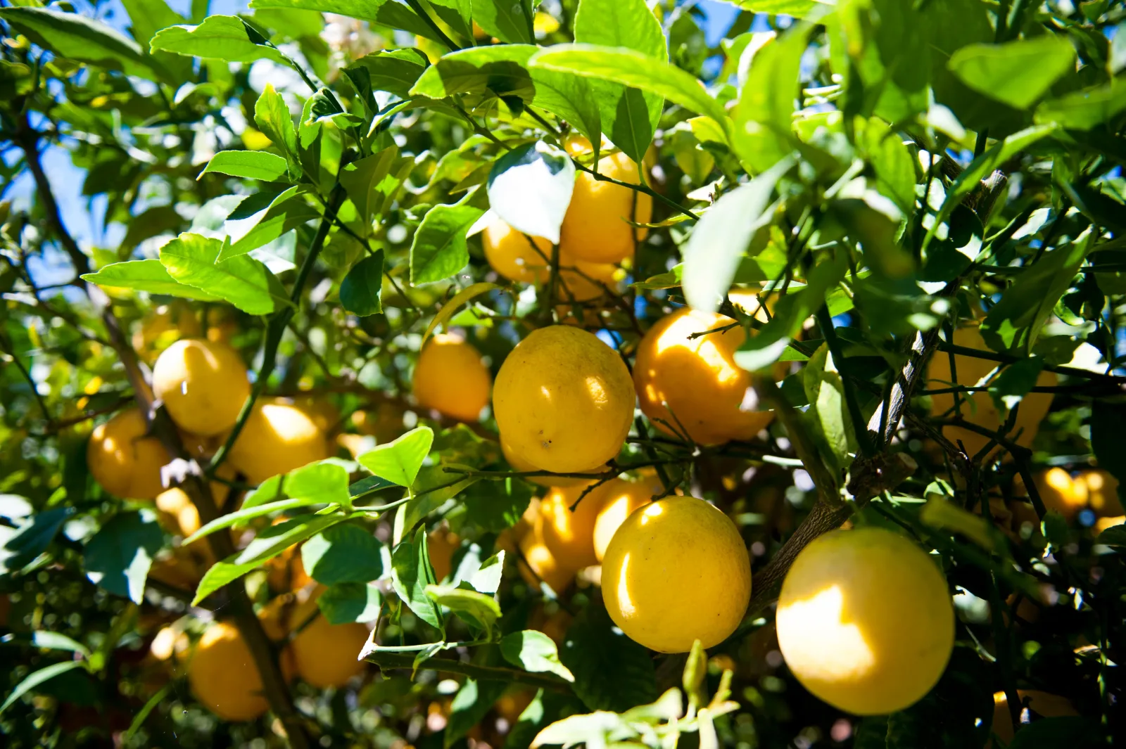 Ripe lemons hanging on a sunlit citrus tree