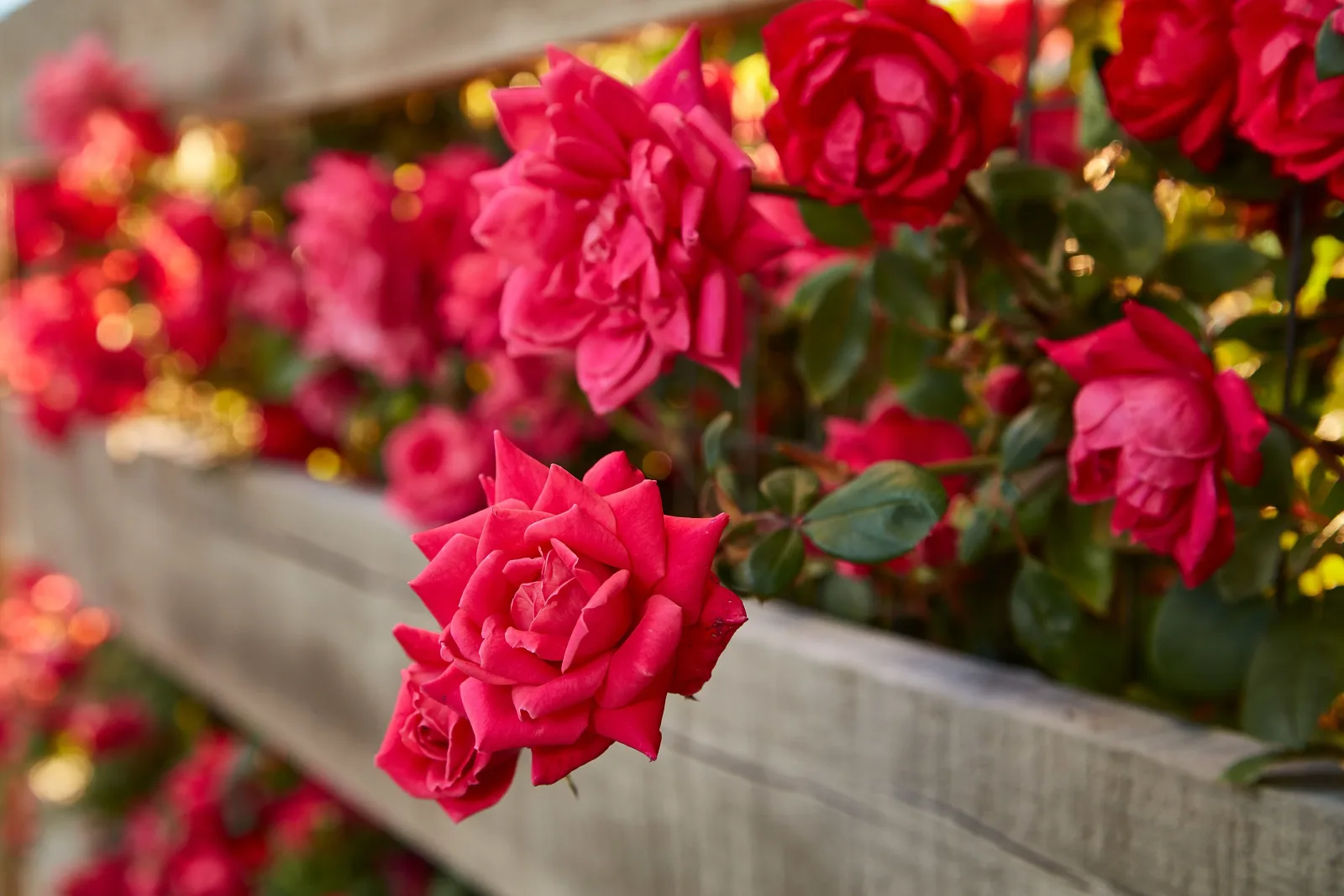 Red roses blooming along a wooden fence