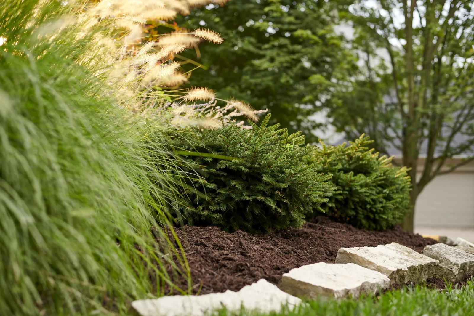 Evergreen shrubs and ornamental grass in a mulched bed edged with stone