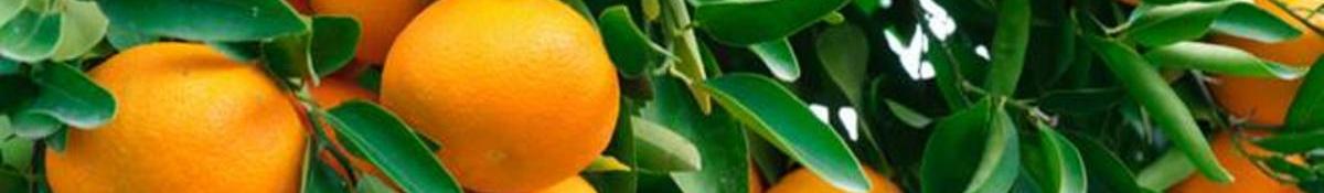 Black Kow Gives Fruit Trees A Great Start